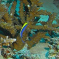 Pseudochromis flavivertex (Gelbblauer Zwergbarsch)